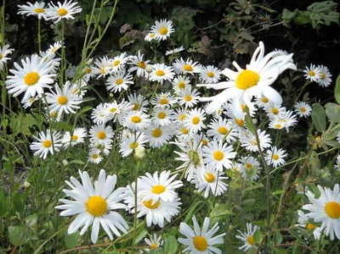 Daisies