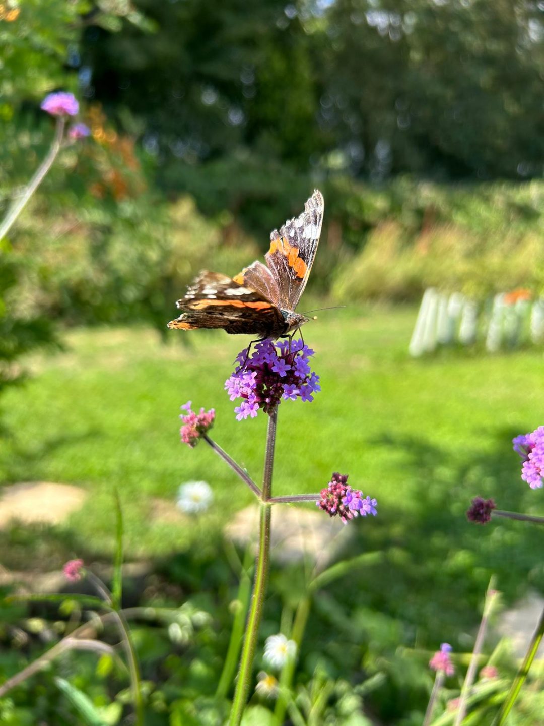 Butterfly on flower